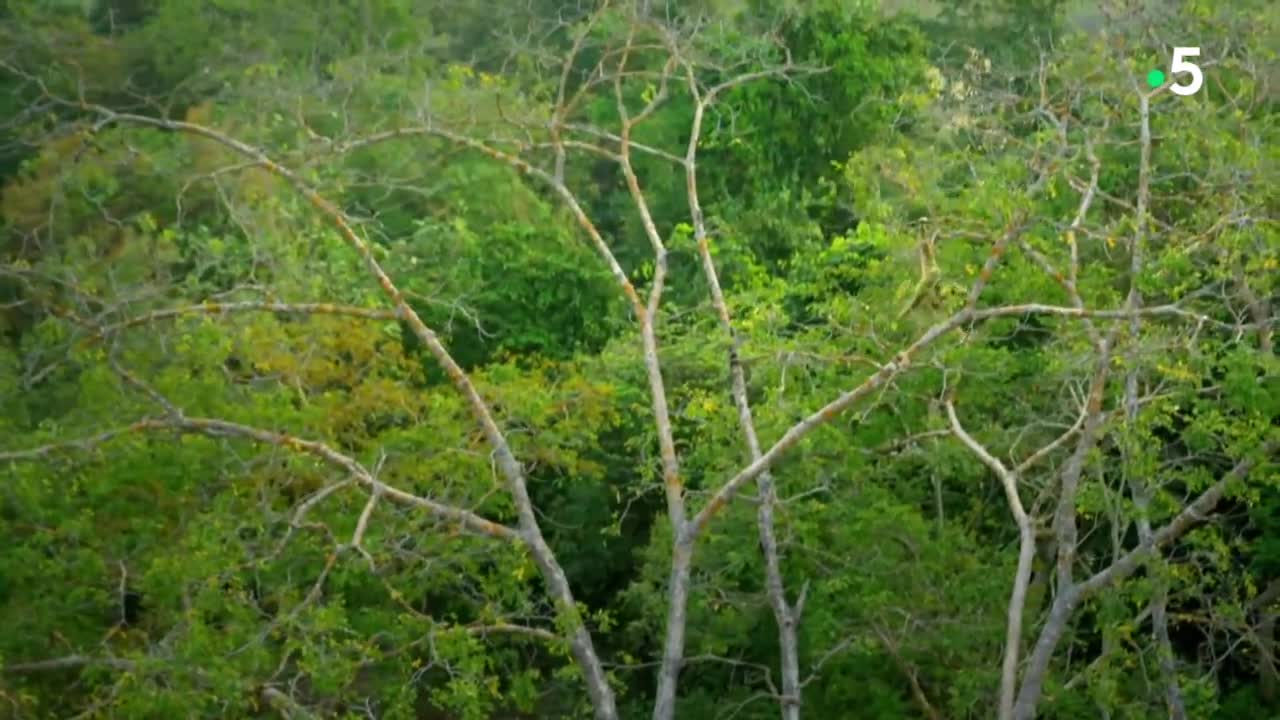 Ce gibbon est un funambule de qualité - ZAPPING SAUVAGE