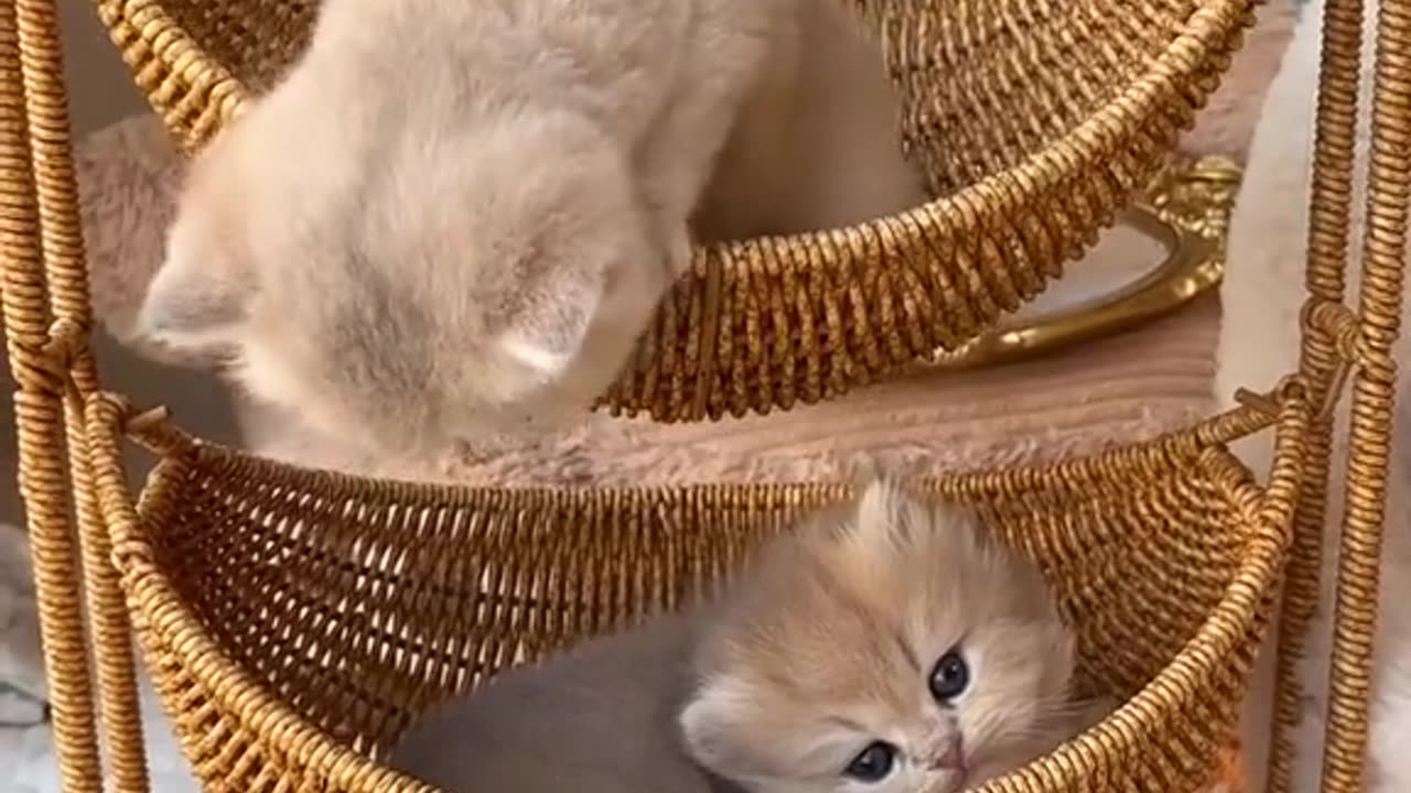 "Whisker Wonderland: Adorable Kittens Playfully Pounce and Melt Hearts"