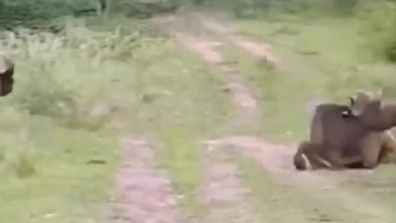 this animal hit it very dangerous