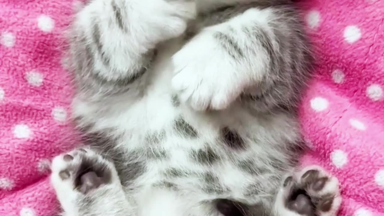 Cats Funny Videos | Cat Funny Video