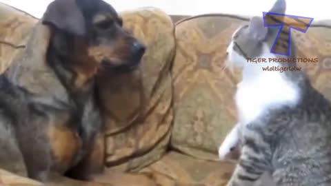 Cute cats and dogs playing together Funny dog cat 32@#