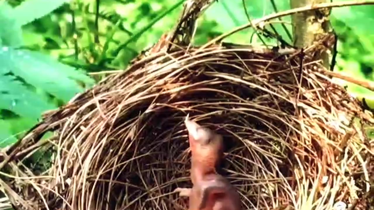 Mother bird love ❤️ #bird #nature