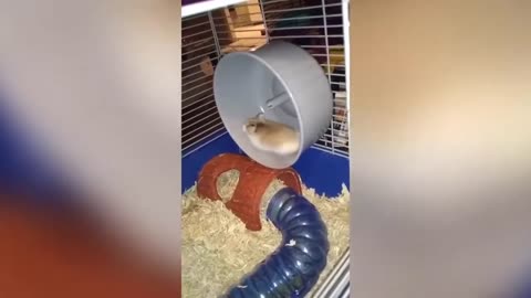 ULTIMATE|| Animal Compilation || Funny Fails || viral || comedy