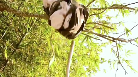 Latest Funny video 2023