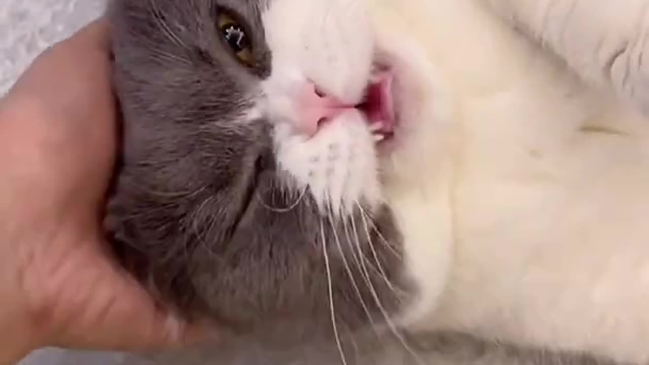 Cat meowing Funny cat | Cute cat