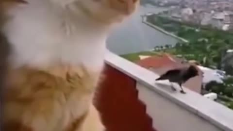 Funny and cute cat