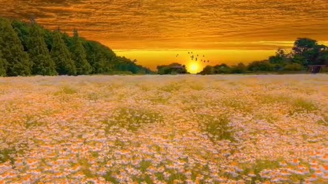Sun Set