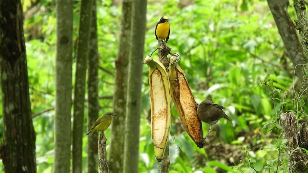 Banana eaters - les mangeurs de Banane ;)