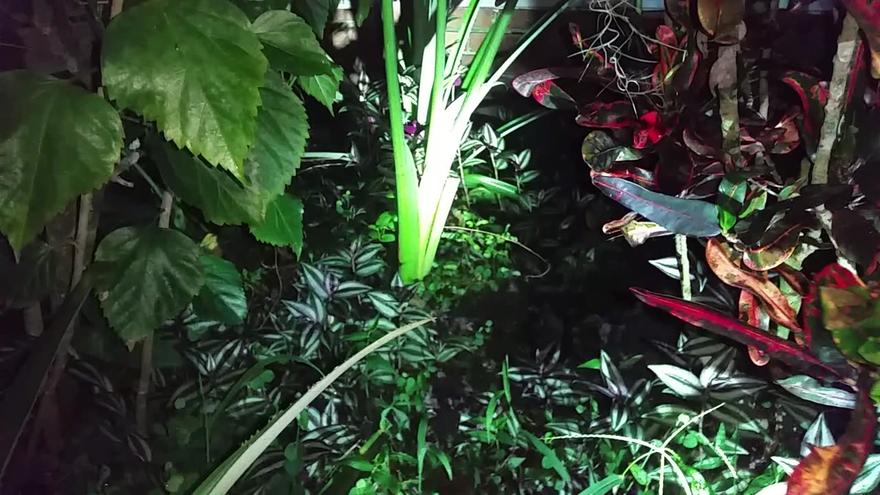 Fertilizing Bird House Gourd Flowers By Hand At Night