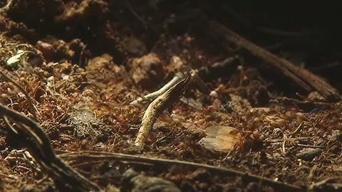 Conflicts in the Jungle - Conflicts in Nature