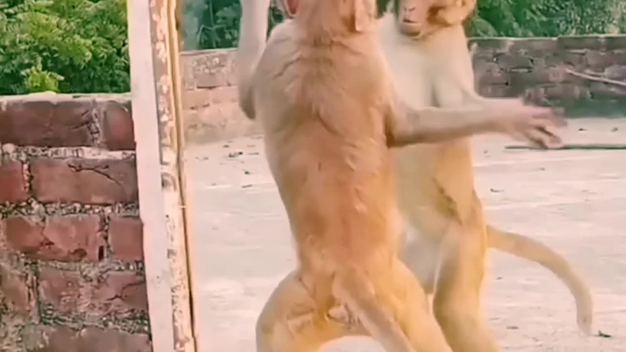 monkey scared