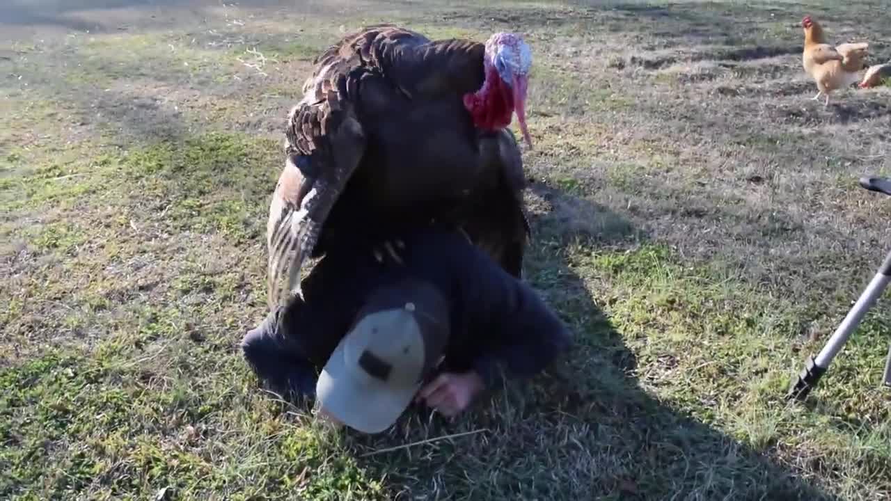 WHEN TURKEYS ATTACK!!!!!!! OMG!