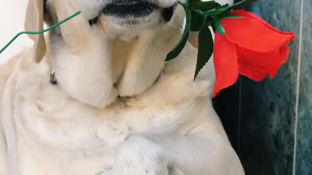 A beautiful dog's declaration of love