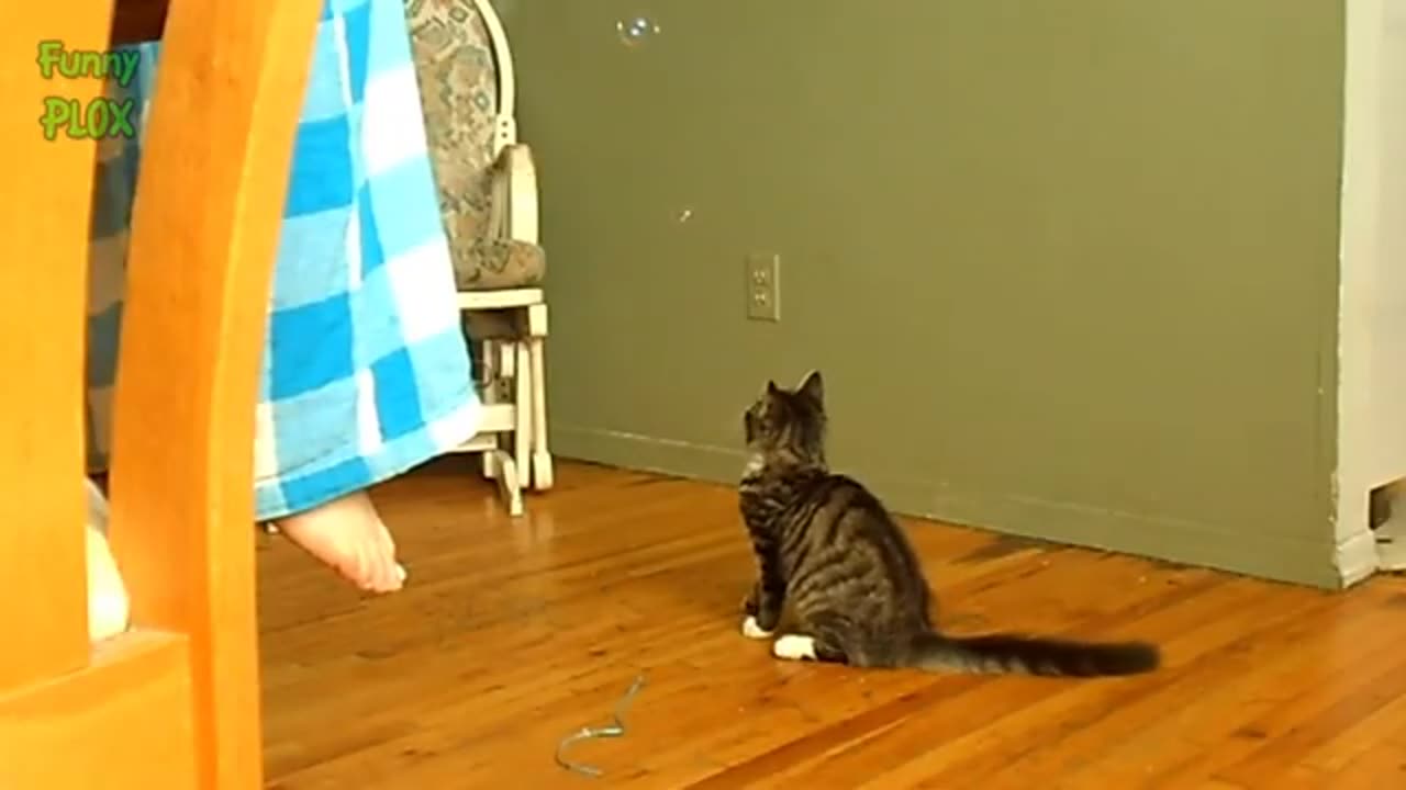 Funny Cats and Kittens Playing With Bubbles - Funny Cat Videos