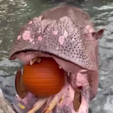 Hippos Crunching Pumpkins for Halloween and follow me