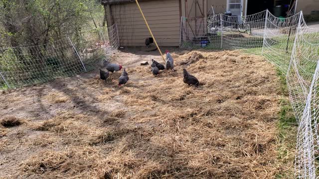 Composting With Chickens