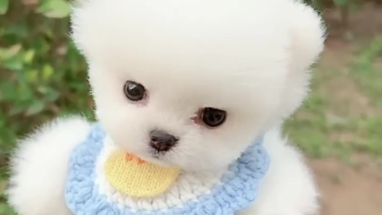 Mini Funny and Cute Pomeranian