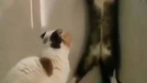 #cute cat#shorts