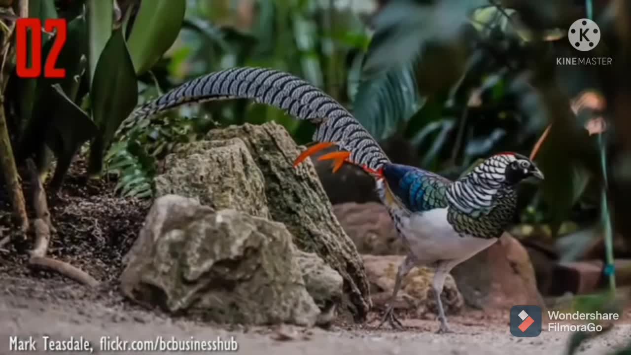 Birds videos.. Best birds videos.. new birds videos.. most beautiful birds videos