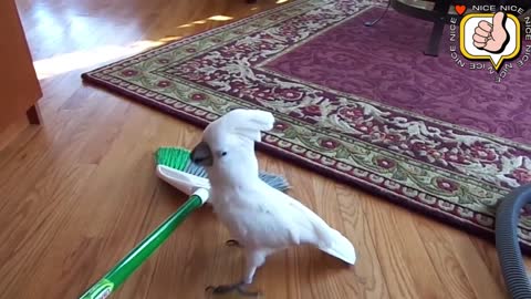# 1 Funny Birds