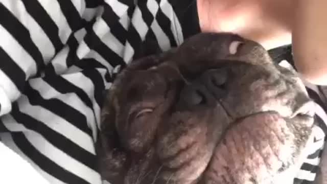 Frenchie sleepy boy