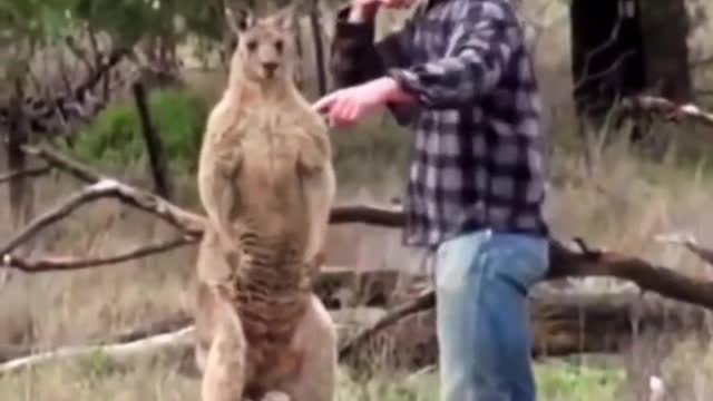 Kangaroos and dog funny moment