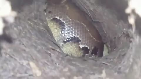 This is a beautiful and charming water-dwelling species