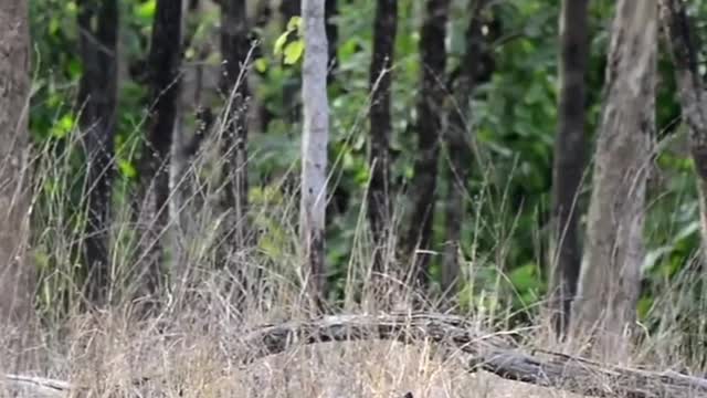 Khursapar Pench Female Tirgess