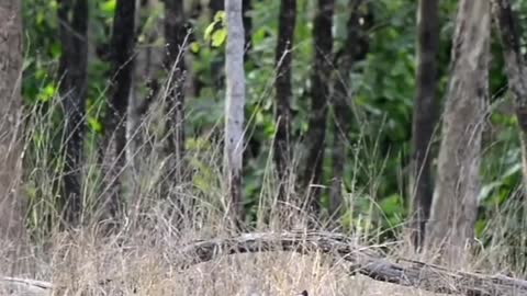 Khursapar Pench Female Tirgess