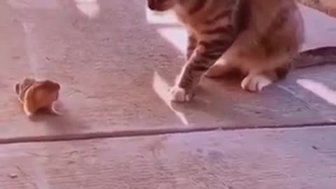 Funny Cats