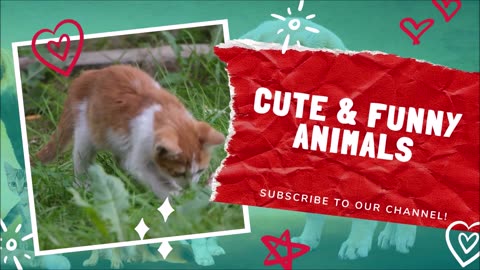 Animaux les plus drôles 2023 😂 Vidéos drôles de chats et de chiens 😺🐶 Partie 13