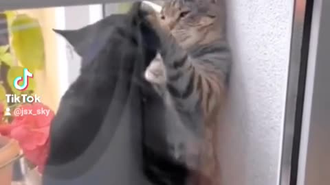 Cat Lovers