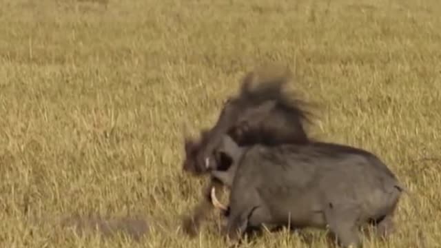 Is this a wild boar duel?