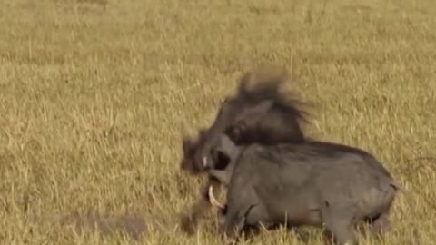 Is this a wild boar duel?