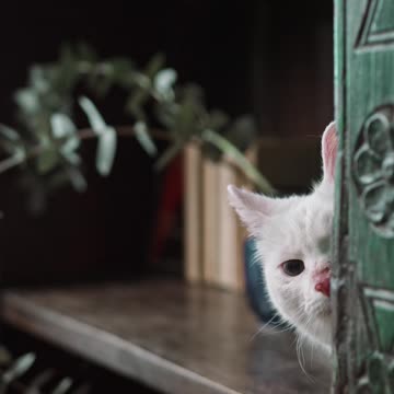 Baby cats funny #shorts