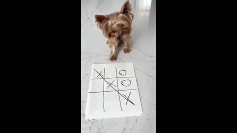 Funny dogs, a few minutes of laughter