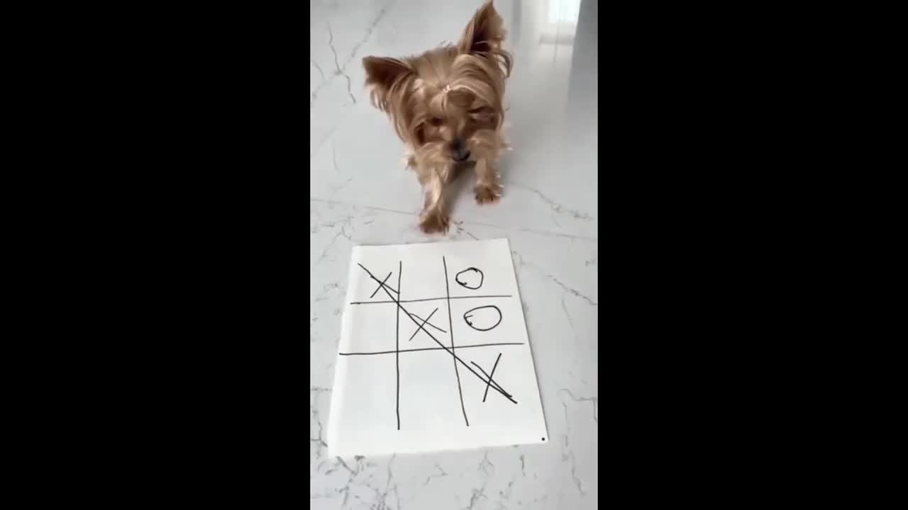Funny dogs, a few minutes of laughter