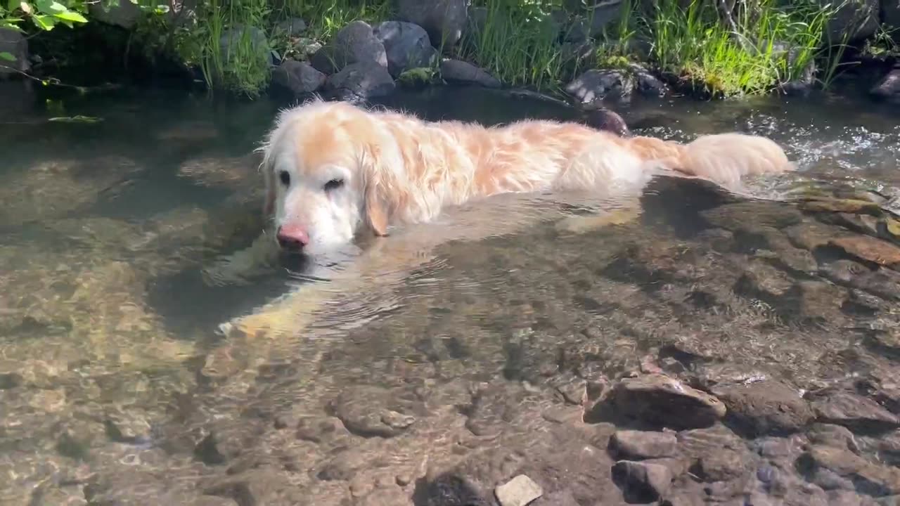 Dog chilling in water