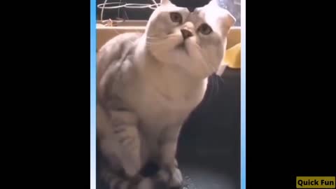 Dogs and Cats Very Funny Videos