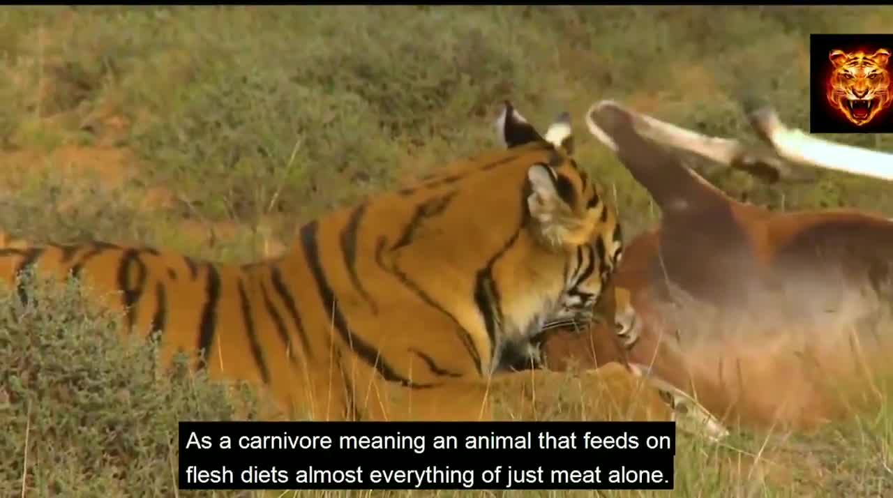 tiger attack in safari park || Sunderban :- Tiger Attack On Man ||Sunderban National park