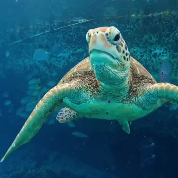 Tortoise In The Land Water #Tortoise_In_The_Land_Water#animals_Nuture #tortoise #Tortoise
