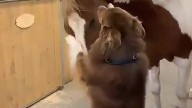 Dog trying to hug horse, this will make you smile! 💚❤