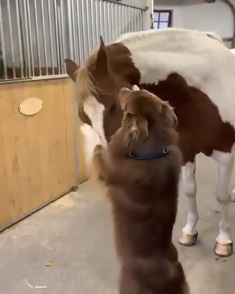Dog trying to hug horse, this will make you smile! 💚❤