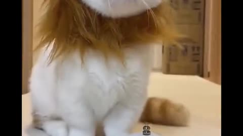 Funny and Cute Cat Videos Compilation