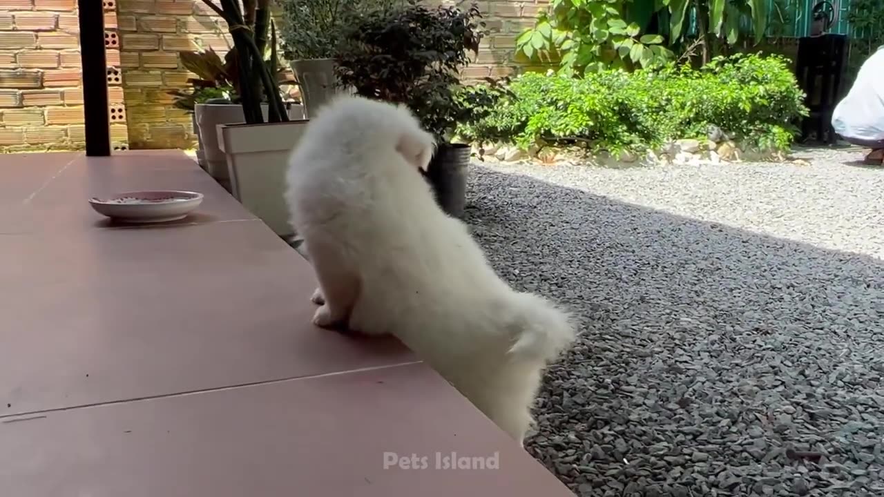 You Can't Stop Laughing At These Funny Dogs Videos 😹 🐶 | Pets Island