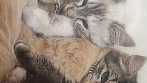 Sleeping cats