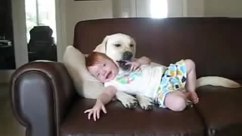 Babys and Doog #Funny1