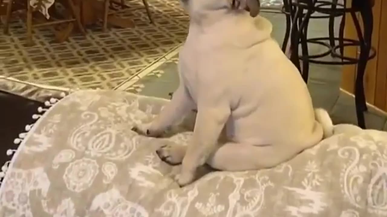 Baby Pug Dog funny moments 😂😂