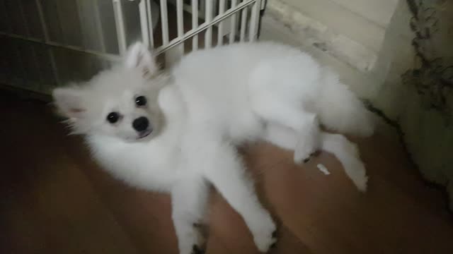 Lying Pomeranian