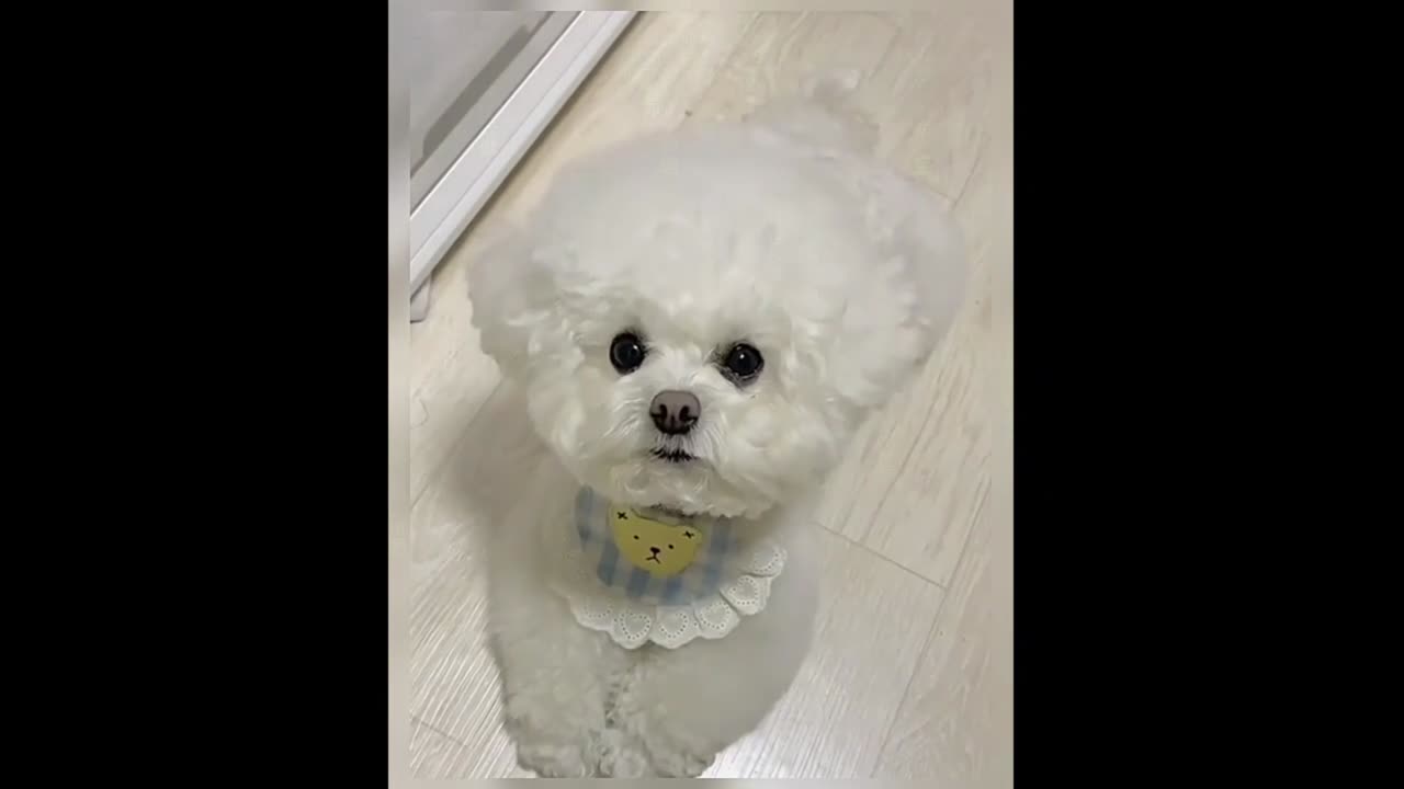 Tag the cutest person to come see the marshmallow!